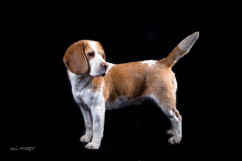 Les Beagle de l'affixe De La Vallée Des Rabouillères