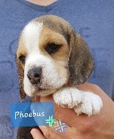 Phoebus