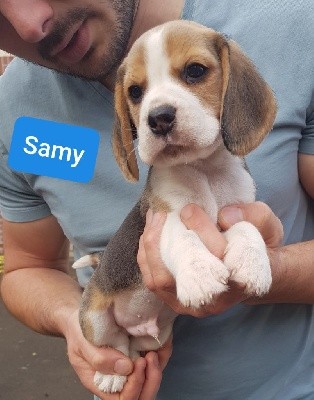 SAMY