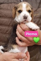 Piama