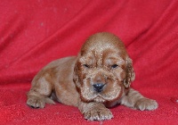 De La Vallée Des Rabouillères - Cocker Spaniel Anglais - Portée née le 30/07/2016