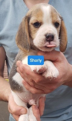 Sharly