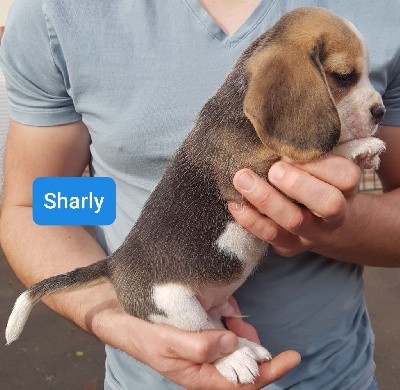 Sharly