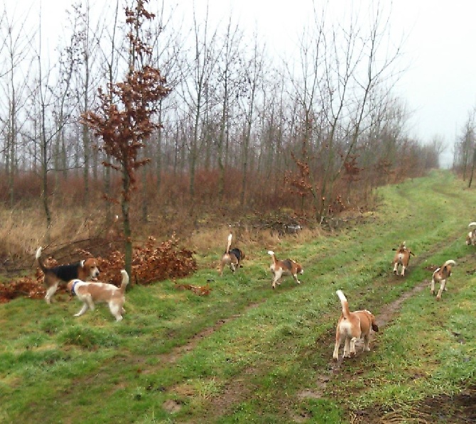 De La Vallée Des Rabouillères - entrainement à l'équipage en meute sur lapin !!