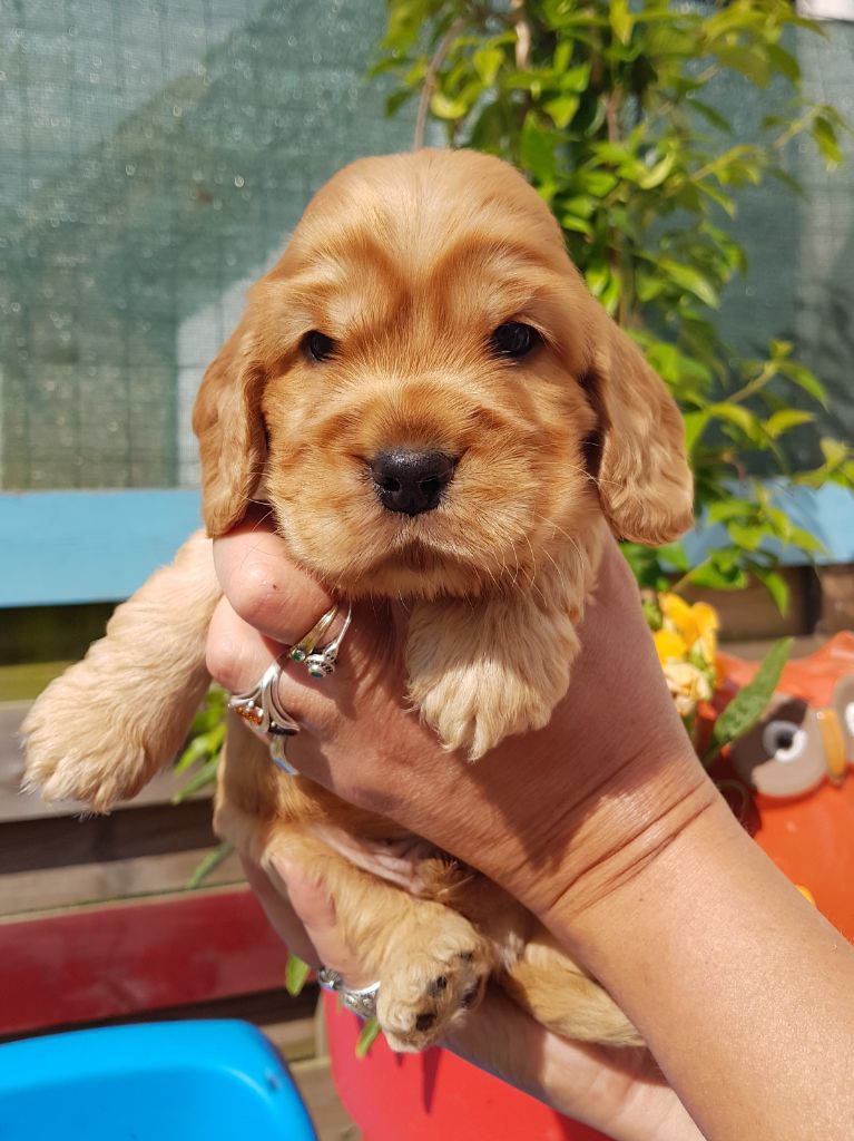 De La Vallée Des Rabouillères - Cocker Spaniel Anglais - Portée née le 27/05/2018