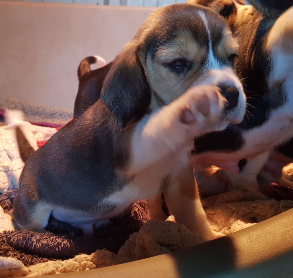 De La Vallée Des Rabouillères - Beagle - Portée née le 05/11/2018