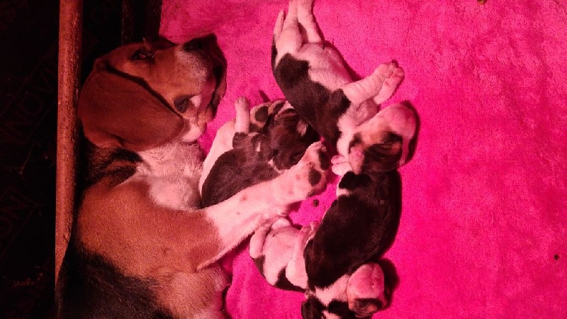 Chiot Beagle De La Vallée Des Rabouillères