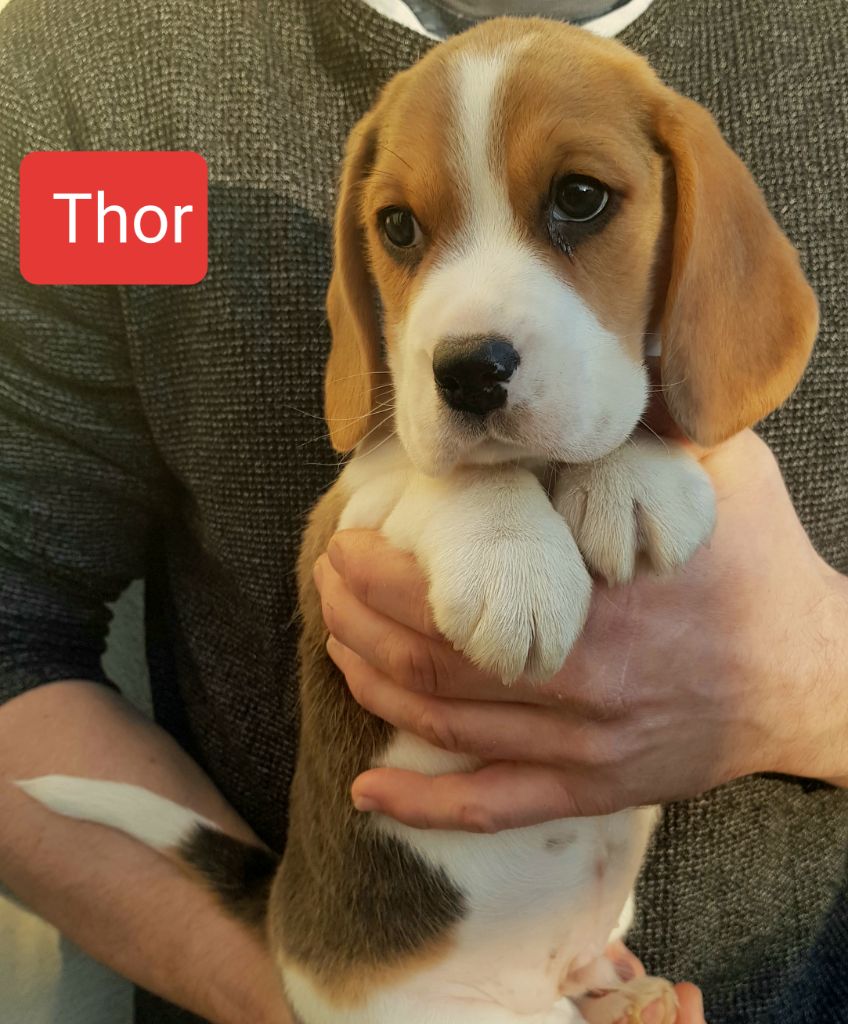 THOR