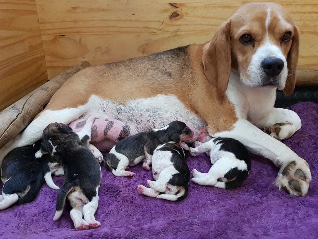 De La Vallée Des Rabouillères - Beagle - Portée née le 17/06/2019