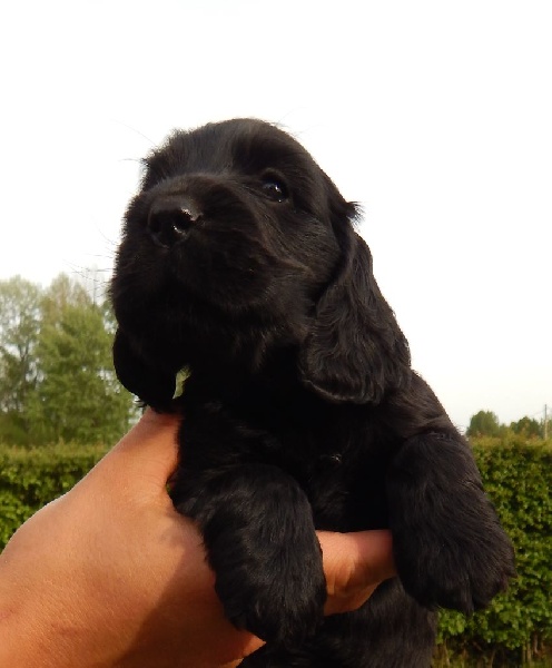 De La Vallée Des Rabouillères - Cocker Spaniel Anglais - Portée née le 29/03/2015