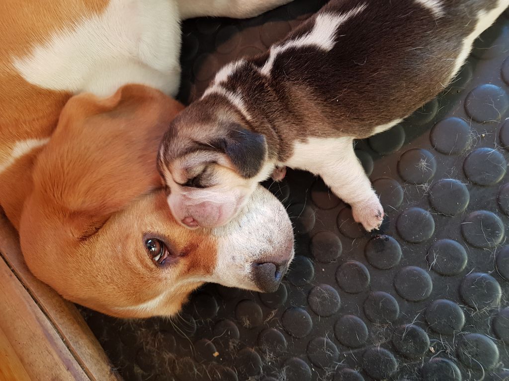 Chiot Beagle De La Vallée Des Rabouillères