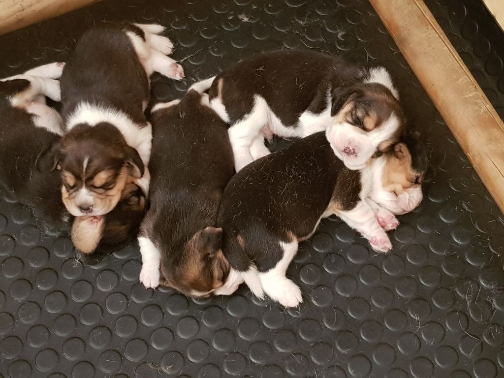 Chiot Beagle De La Vallée Des Rabouillères